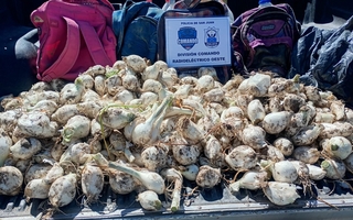 Robo frustrado en Marquesado atraparon a dos ladrones con bolsas de cebollas
