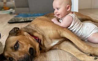 Cómo preparar la casa para la llegada de un bebé si ya hay un perro