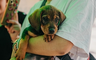 Rivadavia tendrá esterilizaciones gratuitas para perros y gatos