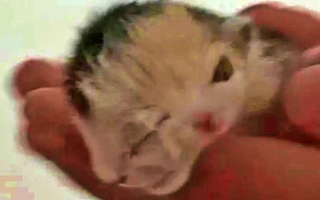 Nació un gatito con “dos caras” en Rivadavia y sorprendió a todos