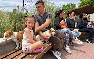 Castración en San Juan: por qué es clave para cuidar a las mascotas