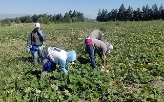 Trabajo rural en San Juan: Uatre advierte un alto porcentaje de informalidad