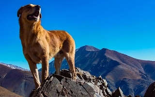 Murió Cepillo, el perro montañista del destacamento de Guardia Vieja
