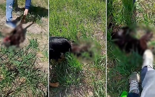 Tres adolescentes mataron a un gato, se filmaron y lo subieron a las redes