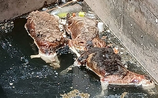 Animales muertos y fuerte olor junto a una escuela de San Martín: reclaman una limpieza