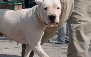 Un dogo atacó a un nene mientras jugaba y le provocó heridas en la cara