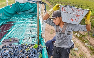 San Juan prevé iniciar en 2027 la reconversión de la uva de mesa