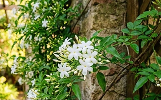 El secreto para que los jazmines se llenen de flores durante la primavera