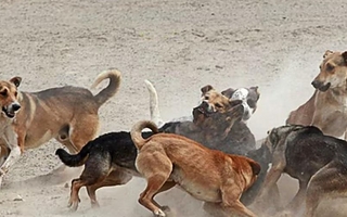 Jauría de 20 perros ataca a las mascotas y al ganado
