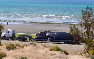 Alarma en Puerto Madryn por cinco ballenas muertas en menos de 48 horas