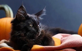 Por Halloween, proteccionistas frenaron las adopciones para cuidar a los animales