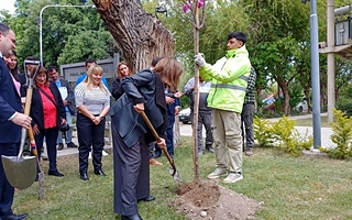 San Juan multó por podas excesivas y prepara una campaña para cuidar el arbolado
