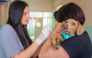 Lluvias en San Juan: cómo proteger a las mascotas de serpientes y alacranes