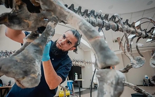 El MUPA presentó al equipo de paleoarte que reconstruye especies prehistóricas
