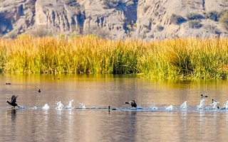Las fotos ganadoras del concurso del "Festival de las Aves"