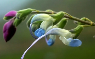 Descubrieron una flor celeste y blanca y la bautizaron en honor a Messi