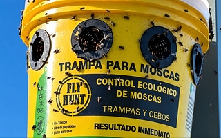 Denuncian foco infeccioso de moscas en Santa Lucía