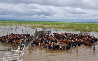 La crecida del Paraná pone en jaque a la ganadería en Corrientes y Misiones