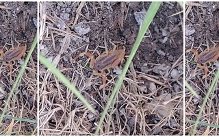 Aparecieron alacranes en un barrio de Albardón y el municipio limpió la zona