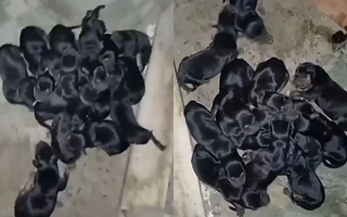 Una perra tuvo 21 cachorros en Caucete y piden ayuda urgente para salvarlos