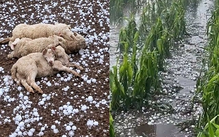 Un feroz granizo destruyó cultivos y mató animales en Santa Fe