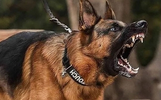 Se le escapó el perro, mordió a un hombre y tendrá que pagar $1.5 millones