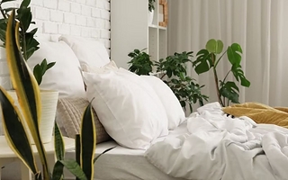Las 7 plantas que podés tener en el dormitorio para crear un ambiente más relajante