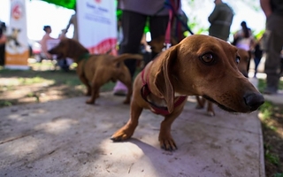 El quirófano móvil llega a Angaco: cómo sacar turno para castrar mascotas