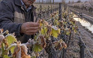 San Juan se encamina a declarar la emergencia agropecuaria