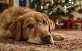 Aprobaron la creación de un cementerio y crematorio público para mascotas