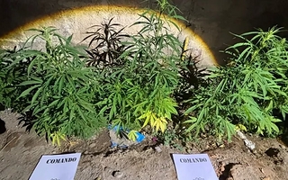 Denunció a su hermano por amenazas y le hallaron un vivero de marihuana