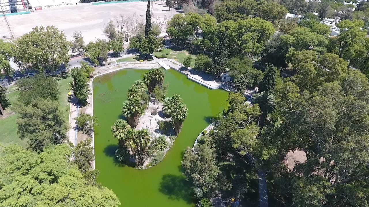 “Los árboles pueden reducir la temperatura entre 5 a 8 grados centígrados”