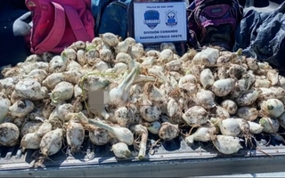 Detienen a dos jóvenes por robar una gran cantidad de cebolla