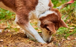 Por qué los perros hacen pozos en el jardín