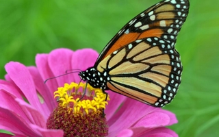 Guía para atraer mariposas al jardín