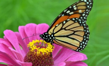 Guía para atraer mariposas al jardín