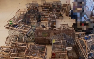 Operativo en Los Berros: secuestraron 55 aves autóctonas y detuvieron a tres personas