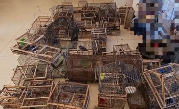 Operativo en Los Berros: secuestraron 55 aves autóctonas y detuvieron a tres personas