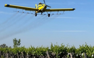 Culminó con éxito la aplicación aérea contra la lobesia botrana