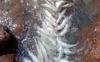 Alerta en Iglesia por la aparición de peces muertos en el Dique Cuesta del Viento