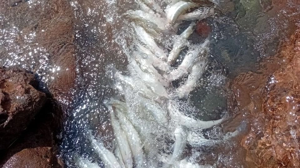 Iglesia: vecinos denuncian la aparición de peces muertos en Cuesta del Viento