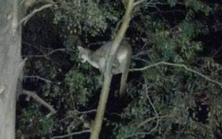 Temor en Jáchal por la aparición de dos pumas en zonas urbanas