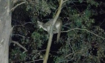 Temor en Jáchal por la aparición de dos pumas en zonas urbanas