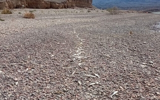 Muerte masiva de peces en Cuesta del Viento: Ambiente activa un protocolo de emergencia 