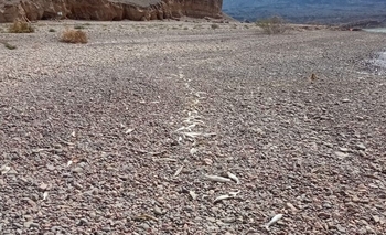 Muerte masiva de peces en Cuesta del Viento: Ambiente activa un protocolo de emergencia 