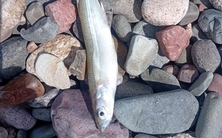 Mortandad masiva de pejerreyes en Cuesta del Viento sorprende a operadores turísticos 