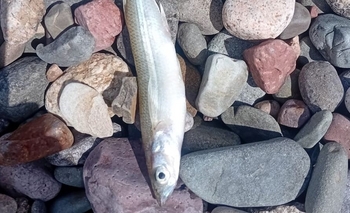 Mortandad masiva de pejerreyes en Cuesta del Viento sorprende a operadores turísticos 