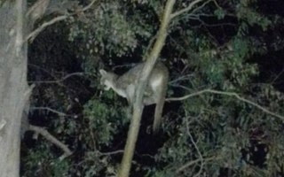 Temor por los pumas: qué dijo el Gobierno y la hipótesis de lo sucedido