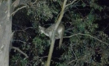 Temor por los pumas: qué dijo el Gobierno y la hipótesis de lo sucedido