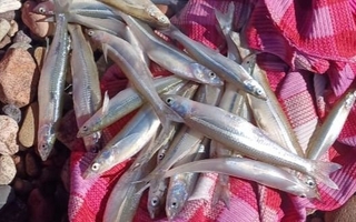 Una hipótesis de qué ocurrió con los peces muertos en Cuesta del Viento